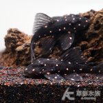 L204a 銀河金點異型（6cm）