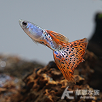 金屬紅蕾絲緞帶孔雀（對魚）