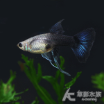 藍尾禮服緞帶孔雀（對魚）