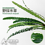 擎天（水上葉）