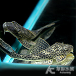 長腰黑珍珠異型（8cm）