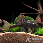 L137 藍眼紫羅蘭異型（6cm）