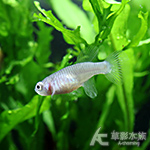 EGG 藍色精靈鱂魚（母魚）