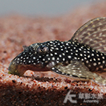 L073 黃金米粒異型（6.5cm）