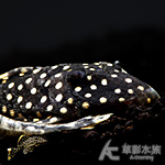 L177 皇后黃珍珠異型（6cm）