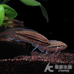 紅茅尾天堂鳥