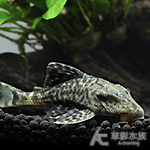 LDA65 幽靈皇冠豹（4cm）