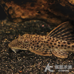 長腰黑珍珠異型（7~7.2cm）