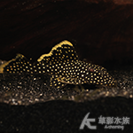 L018 黃翅黃珍珠異型（6cm）
