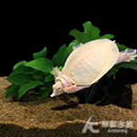 紅眼白鱉 4cm