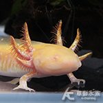 金箔六角恐龍