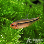 紅火蟻魔鬼燈（1.7~2.2cm）