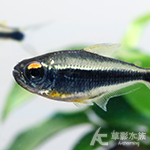 水靈燈