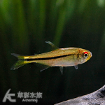 紅眼天青魔鬼燈 2.5~3cm