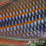 三線美人