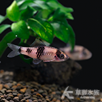 火焰櫻桃鯽（3~4cm）