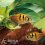 虎紋金磚 3cm