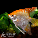 紅頭鑽石神仙