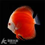 紅妃七彩神仙