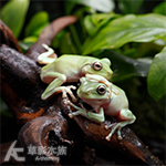 老爺樹蛙（6cm）