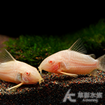 紅翅珍珠鼠白子（3cm）