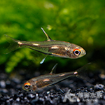 霓虹光點燈 1~1.2cm