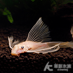 藍眼大帆天使異型（繁殖組）