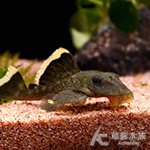 L047 黃騎士異型（5.5~6cm）