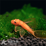 超級紅大帆鬍子異型（3cm）