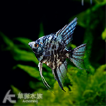 煙燻阿凡達神仙（7cm）