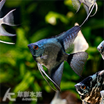 阿凡達神仙（L）