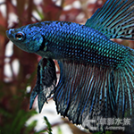 米蘭諾黑半月鬥魚（公魚）