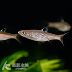 青眼燈 1.2~1.5cm