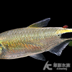 彩虹綠剛果