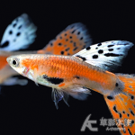 珊瑚紅草尾孔雀（對魚）