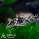 太空飛鼠