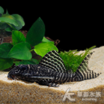 L066 國王迷宮異型（3~3.5cm）