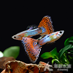 日本藍紅馬賽克孔雀（對魚）