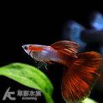 日本藍紅尾孔雀（對魚）
