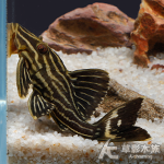 L27d 重金屬雷神皇冠豹異型（6cm）