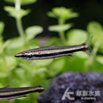 正三線鉛筆