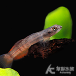 環帶黃瓜蝦虎