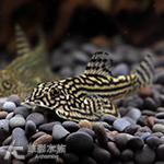 金線葫蘆琵琶（1.8~2cm）