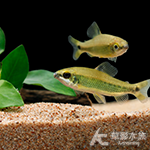 綠帶金點皇冠（5~5.5cm）