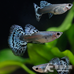 白金紫馬賽克孔雀（對魚）
