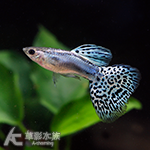珊瑚藍草尾孔雀（對魚）