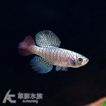 黑寶貝將（對魚）