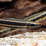 大型紅鉛筆（5~6cm）