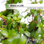 葉底紅（水上葉）