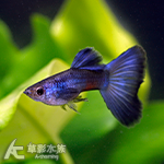 莫斯科紫孔雀（對魚）